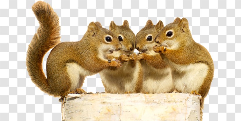 Red Squirrel Stock Photography Rodent The Schemer - Chipmunk Transparent PNG