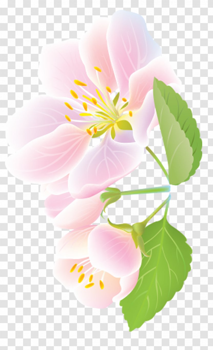 Petal Cerasus Clip Art - Apricot - Flowering Plant Transparent PNG