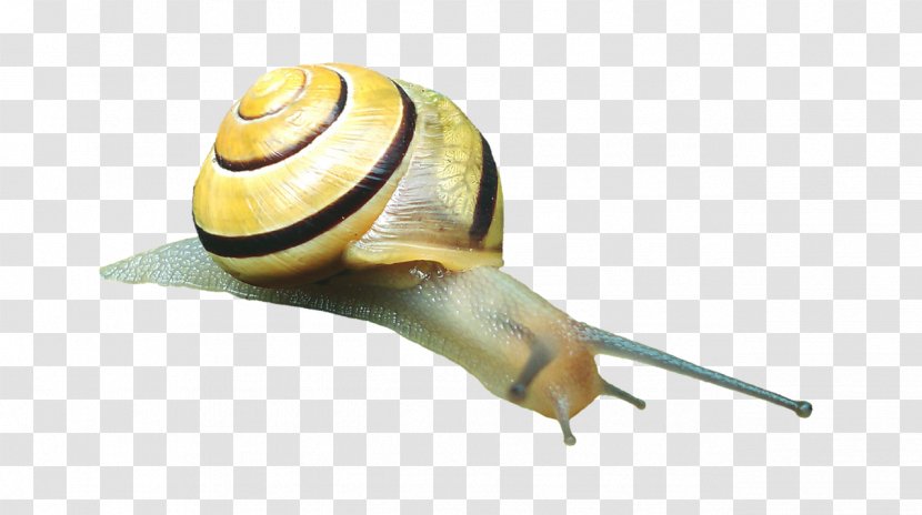 Snail Caracol Slug Gastropod Shell Mollusc - Land Transparent PNG
