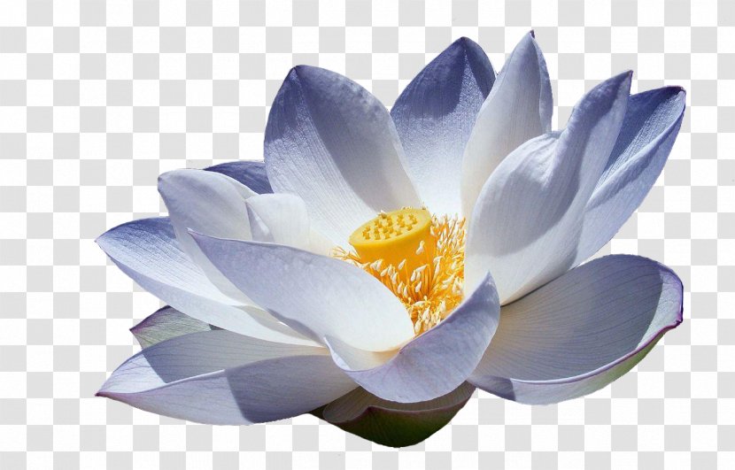 Nelumbo Nucifera Lotus DW Terapias Manuais Symbol Meaning - Dw - Flower Transparent PNG