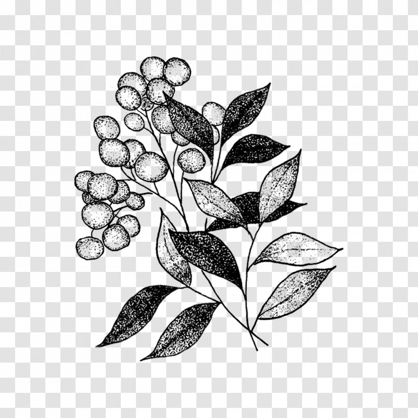 Tea Tree - Plant Stem - Twig Transparent PNG