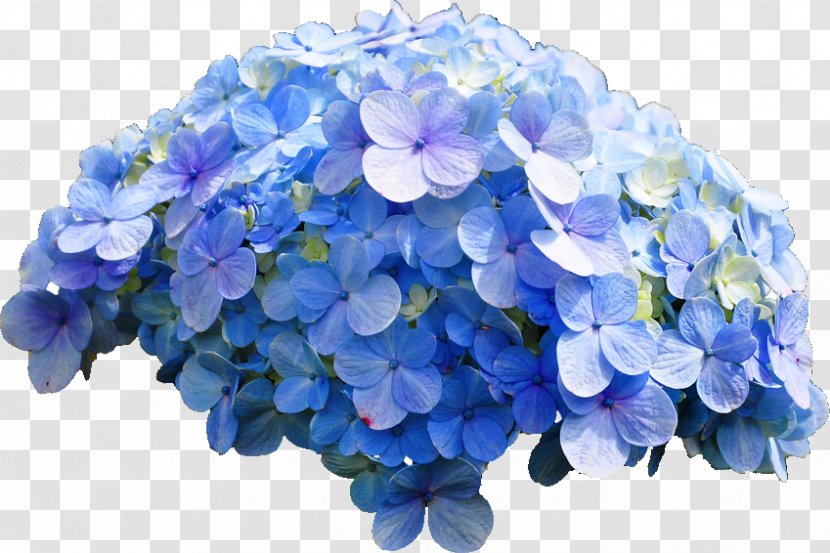 French Hydrangea Flower Blue Rose - Cornales Transparent PNG