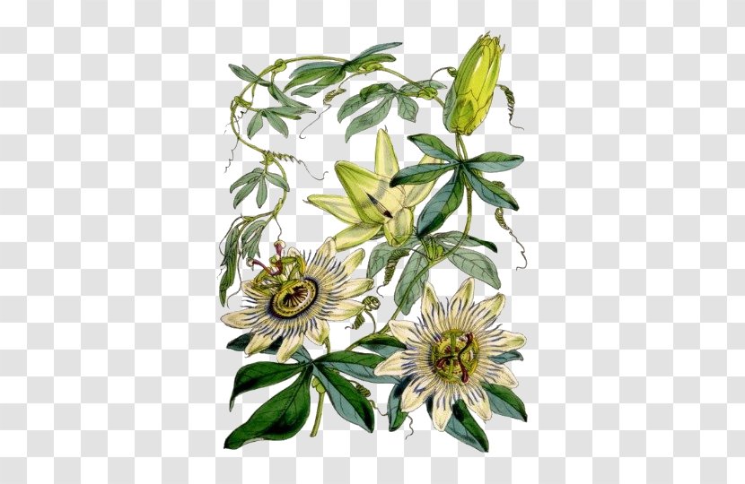 Purple Passionflower Botany Bluecrown Plants - Botanical Illustration - Flower Transparent PNG