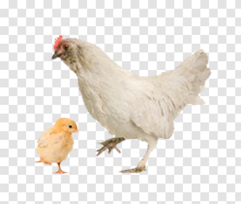 Hen And Chicks Bird Kadaknath Kifaranga - Chicken Transparent PNG