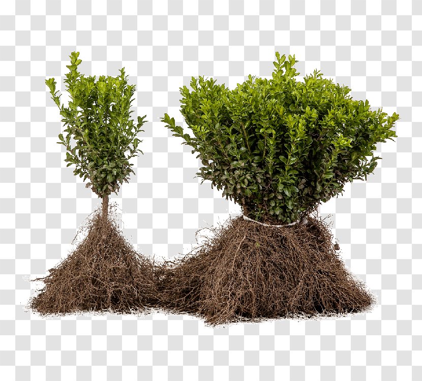 Tree Shrub Evergreen Flowerpot Herb Transparent PNG