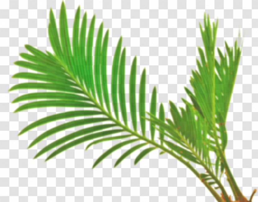 Leaf Arecaceae White Green Stock Photography - Arecales - Palm Transparent PNG