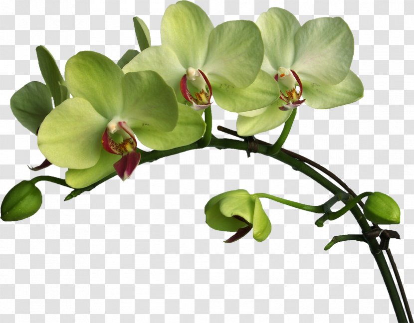 Moth Orchids Plant Flower Verbascum Densiflorum - Branch - Orchid Transparent PNG