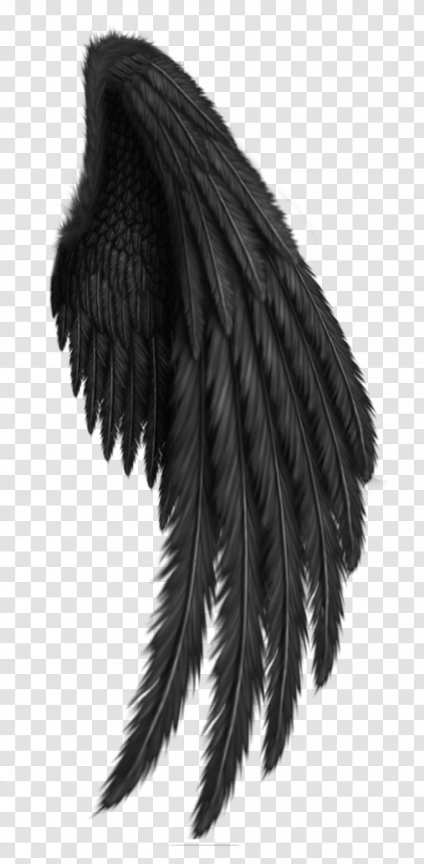Clip Art Transparency Image Drawing - Wing - Angel Transparent PNG
