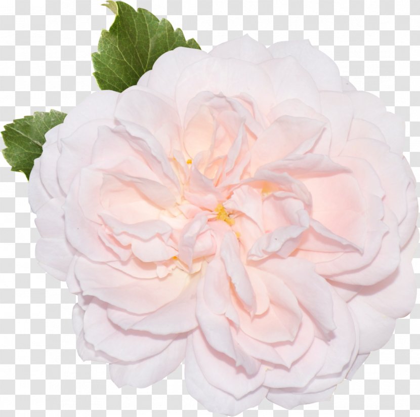 Garden Roses Centifolia Rosaceae Cut Flowers Floribunda - Flower Transparent PNG