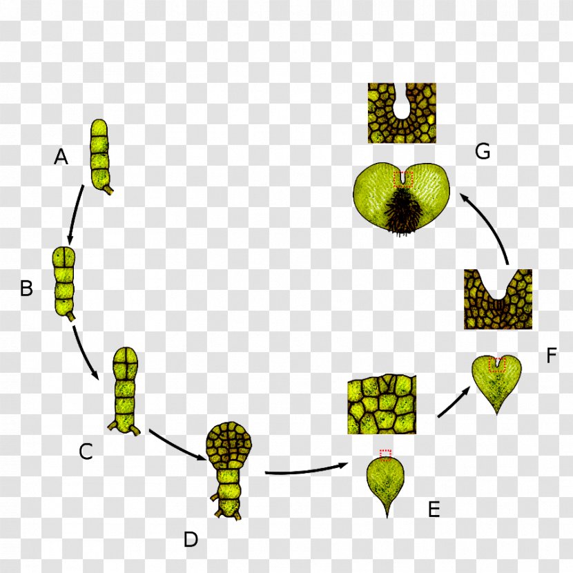 Leaf Prothallium Biological Life Cycle Sporophyte Vascular Plant - Drynaria - Development Transparent PNG