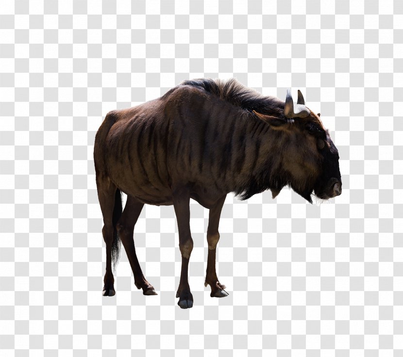 Bison Cattle Reptile - Picture Transparent PNG