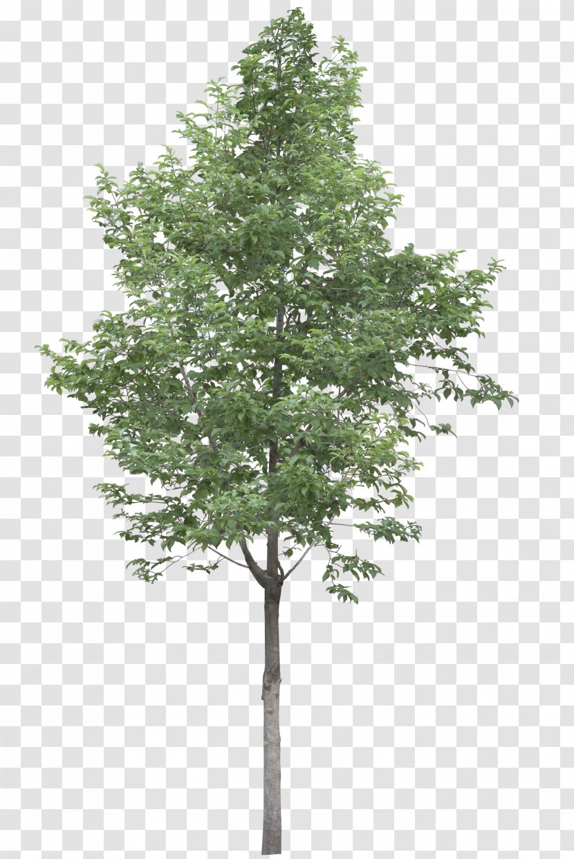 Tree Acer Campestre Stock Photography Clip Art - Evergreen - Trees ...
