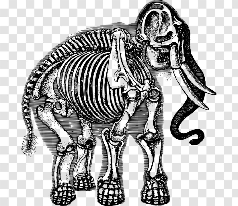 Elephant School African Human Skeleton - Art Transparent PNG