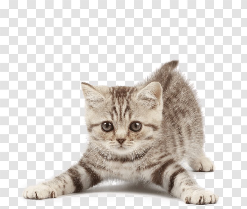 Cat Tree Kitten Dog Puppy - Scratching Post - Flea Transparent PNG