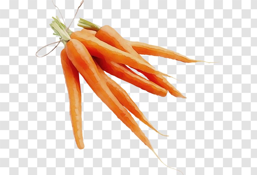 Carrot Root Vegetable Food Baby - Plant Wild Transparent PNG