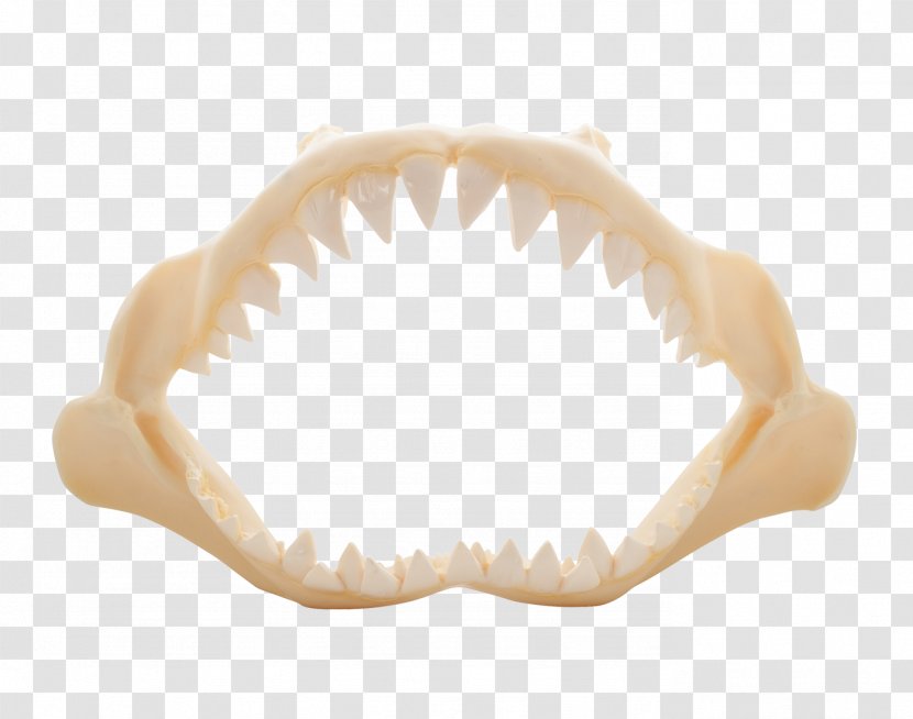Polyresin Jaw Shark The Seashell Company - Seashel Transparent PNG