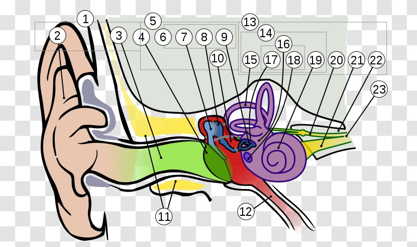 Ear Anatomy Hearing Vestibulocochlear Nerve - Frame Transparent PNG
