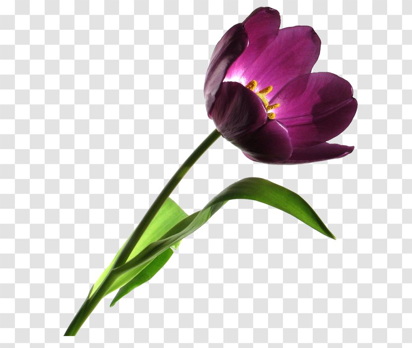 Tulip Clip Art - Petal - Thank You Floral Transparent PNG