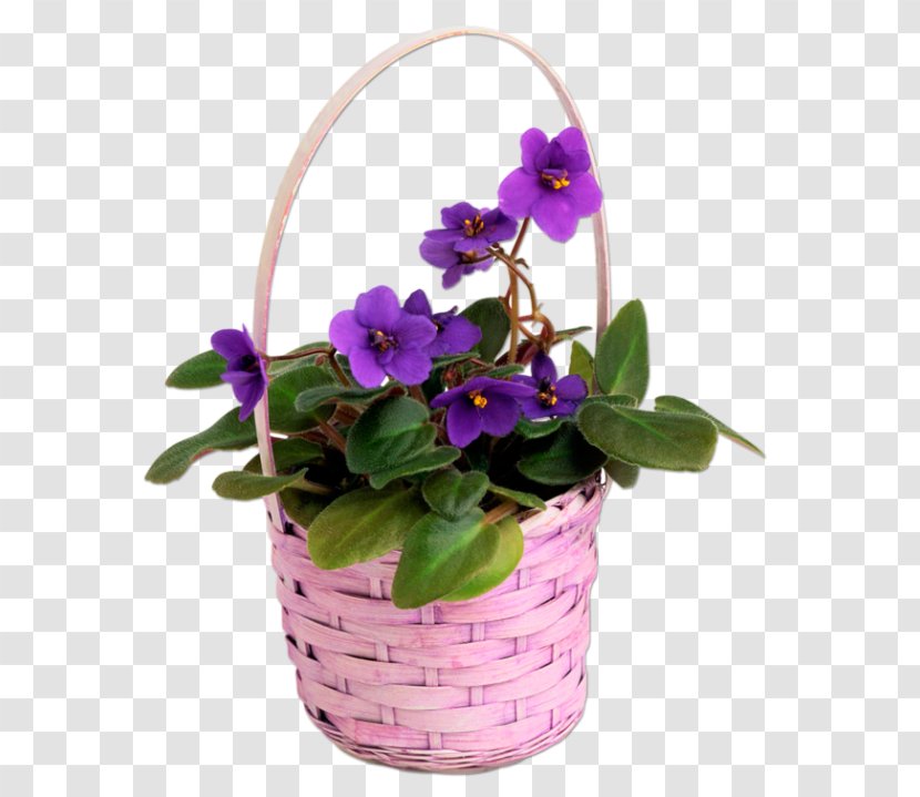 Pansy Violet Garden Chinese Wisteria Seed - Viola Transparent PNG