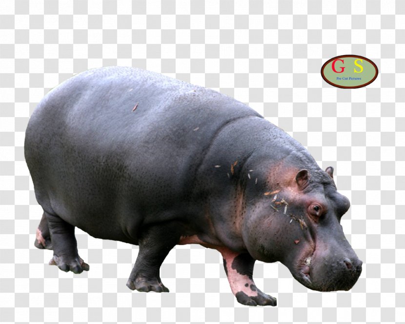 Hippopotamus Rhinoceros Animal Mammal Horse - I Transparent PNG