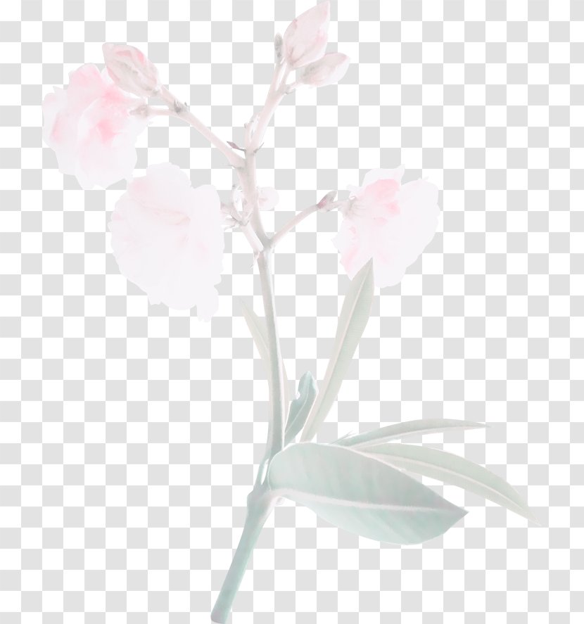Pink Ipomoea Nil Flower - Silhouette - Free Image Pull Flowers Transparent PNG