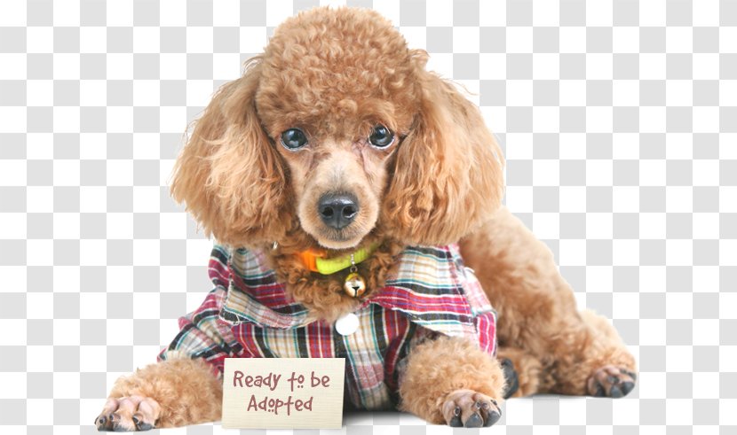 Miniature Poodle Toy Standard Puppy - Water Dog Transparent PNG