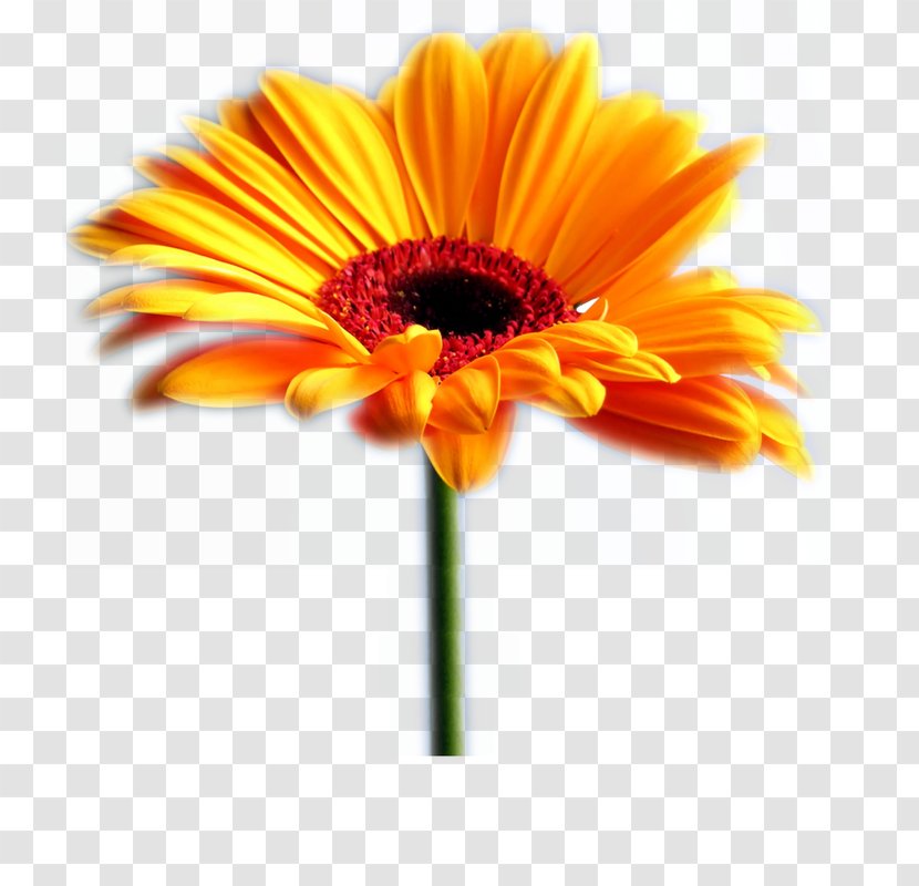Transvaal Daisy Common Sunflower Desktop Wallpaper Family - Flower Transparent PNG