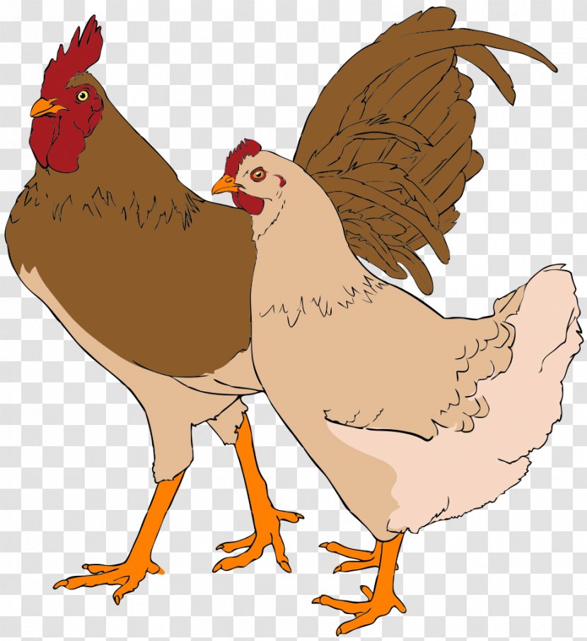 Faverolles Chicken Rooster Thumbnail Clip Art - Organism Transparent PNG