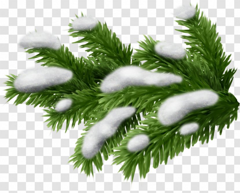 Spruce Conifers Pine Branch - Christmas Decoration - Fir-tree Transparent PNG