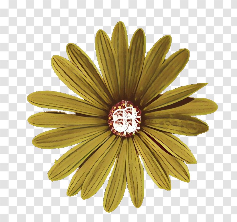 Floral Flower Background - Plant - Wildflower Aster Transparent PNG
