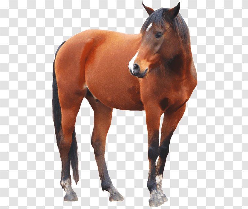 Mustang American Paint Horse Stallion Arabian Clip Art - Like Mammal Transparent PNG