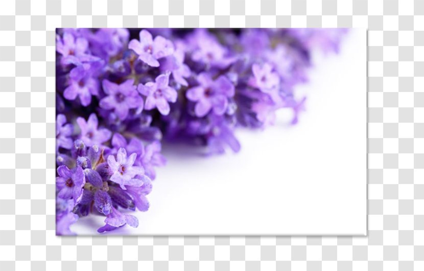 Lavender Stock Photography Flower Royalty-free Transparent PNG
