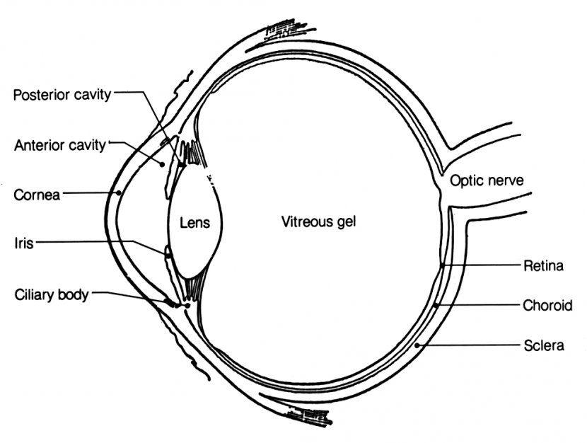 Human Eye Anatomy Diagram Body - Tree - Free Images Transparent PNG