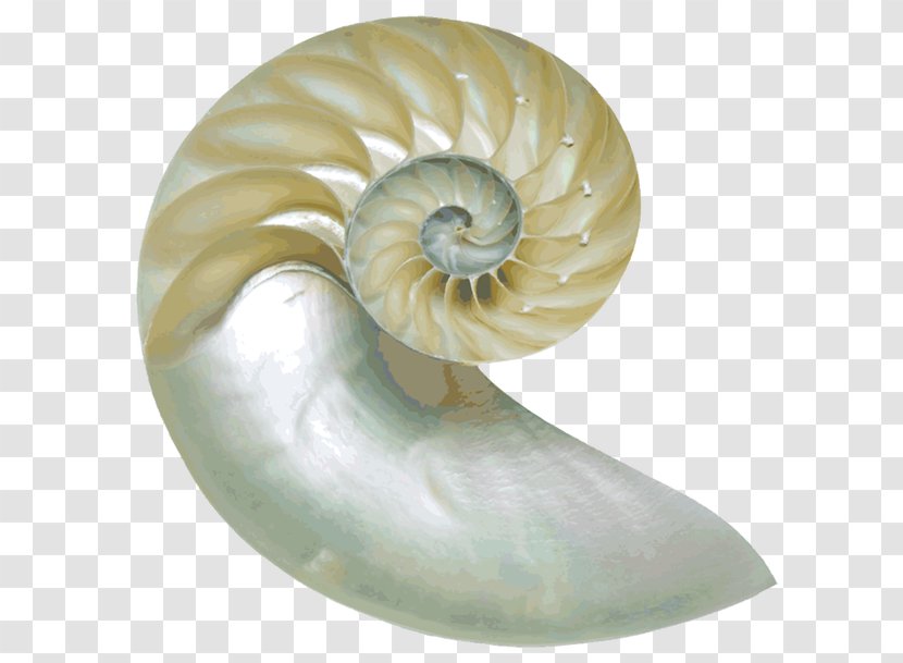 Chambered Nautilus Nautilidae Seashell Clip Art Image - Fossil Transparent PNG