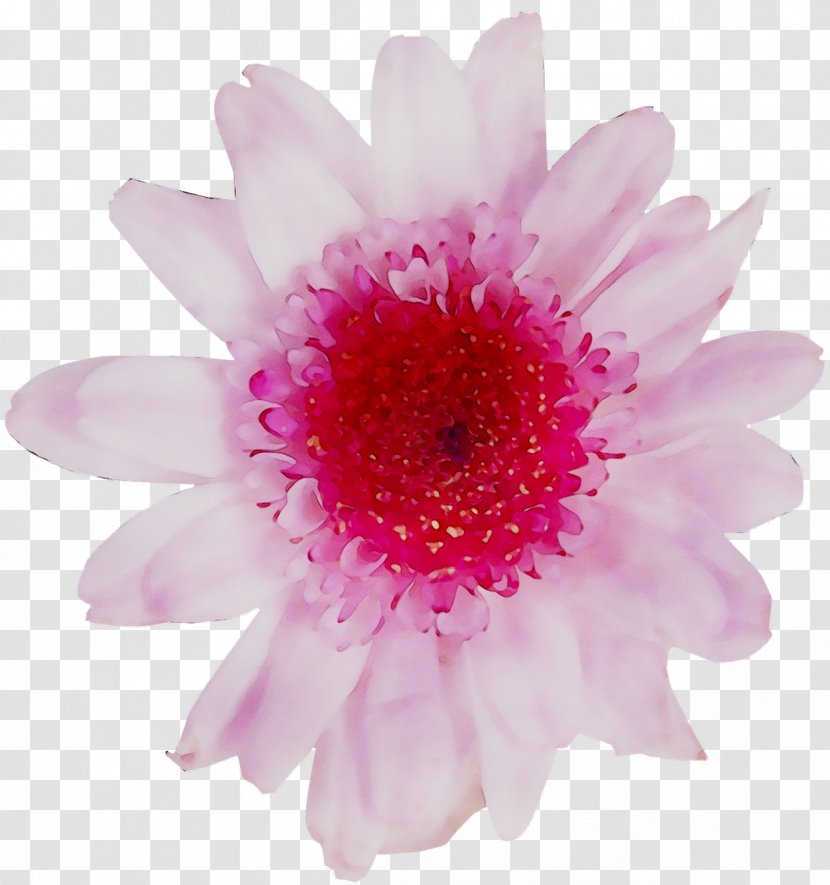 Transvaal Daisy Chrysanthemum Pink M Close-up - Closeup - Gerbera Transparent PNG