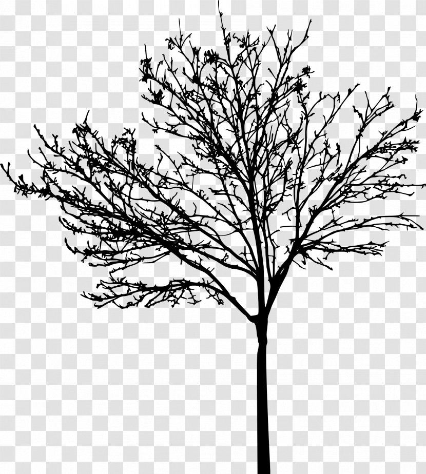 Tree Clip Art - Plant Stem - Silhouette Transparent PNG