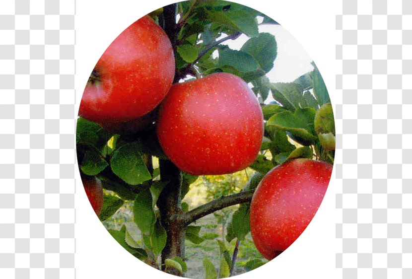 Plum Tomato Apples Champion Cultivar - Apple Transparent PNG
