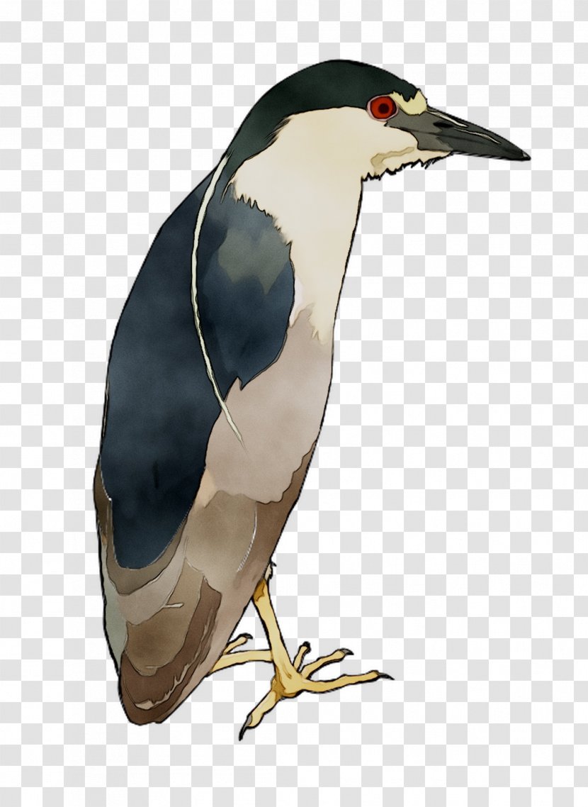 Flightless Bird Beak Fauna Neck - Penguin Transparent PNG