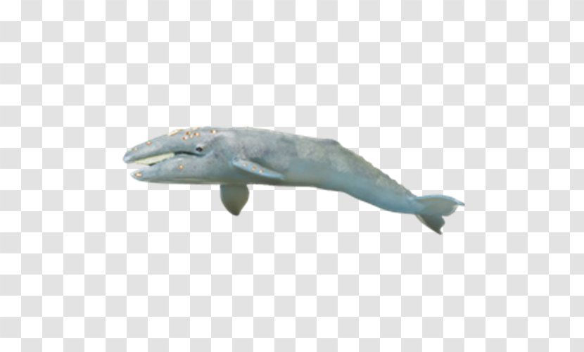 Monterey Bay Aquarium Gray Whale Safari Ltd Cetacea Bowhead - Great White Shark - Toy Transparent PNG