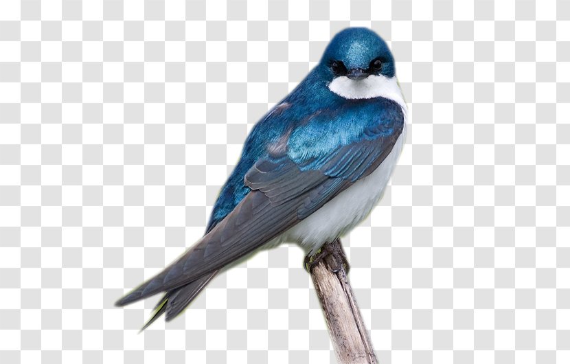 Blue Jay Bird Transparent PNG