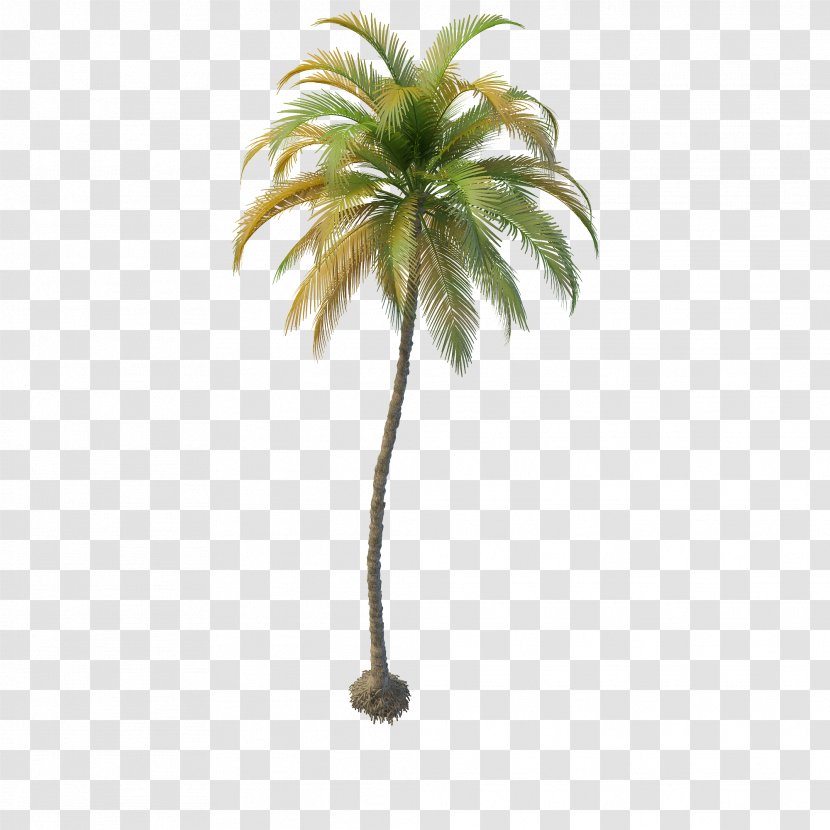 Arecaceae Coconut Tree Date Palm 3D Computer Graphics Transparent PNG