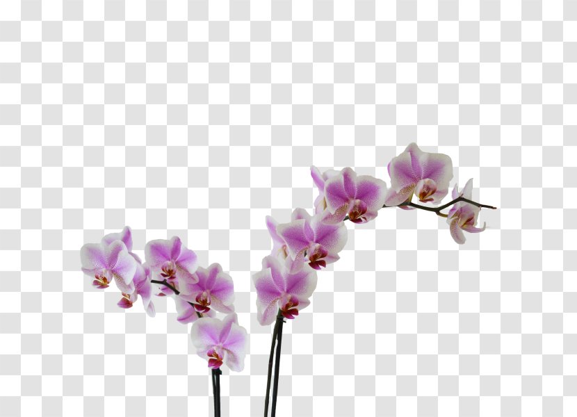 Moth Orchids Cut Flowers Violet Kleurplaat - Tak Transparent PNG