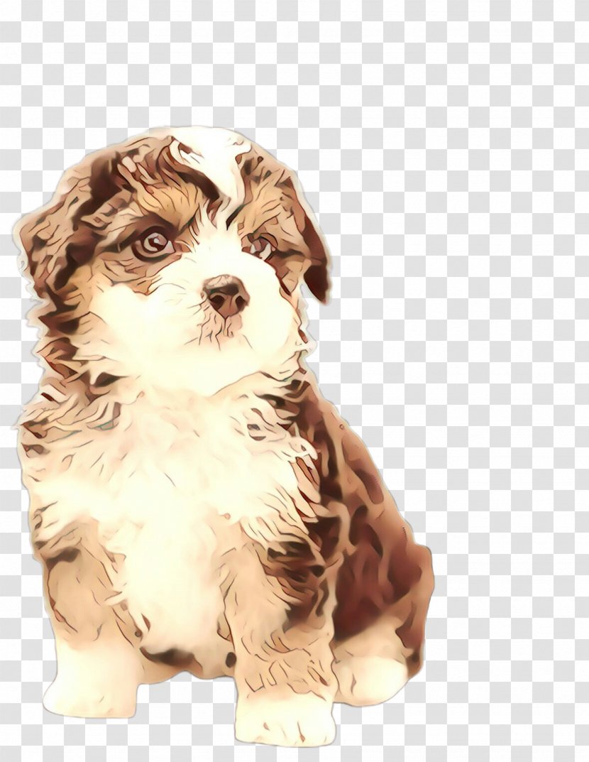 My Love - Shih Tzu - Chinese Imperial Dog Kyileo Transparent PNG