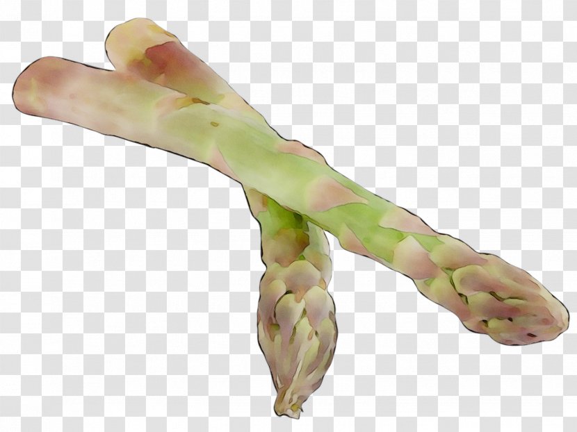 Finger Asparagus - Hand Transparent PNG