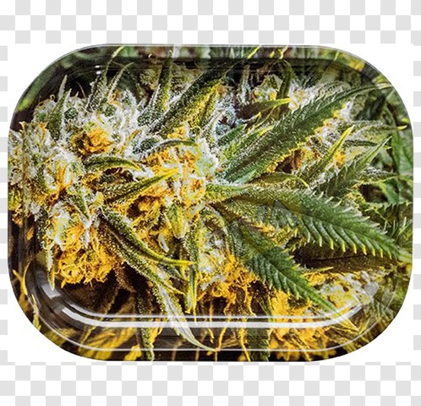 Hemp Cannabis Head Shop Cannabidiol Herb Grinder Transparent PNG
