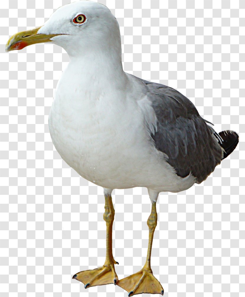 European Herring Gull Gulls Shorebirds Great Black-backed - Shorebird - Bird Transparent PNG
