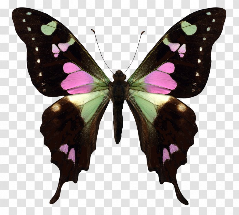 Ulysses Butterfly Insect Graphium Weiskei Earth - Blue Morpho Transparent PNG