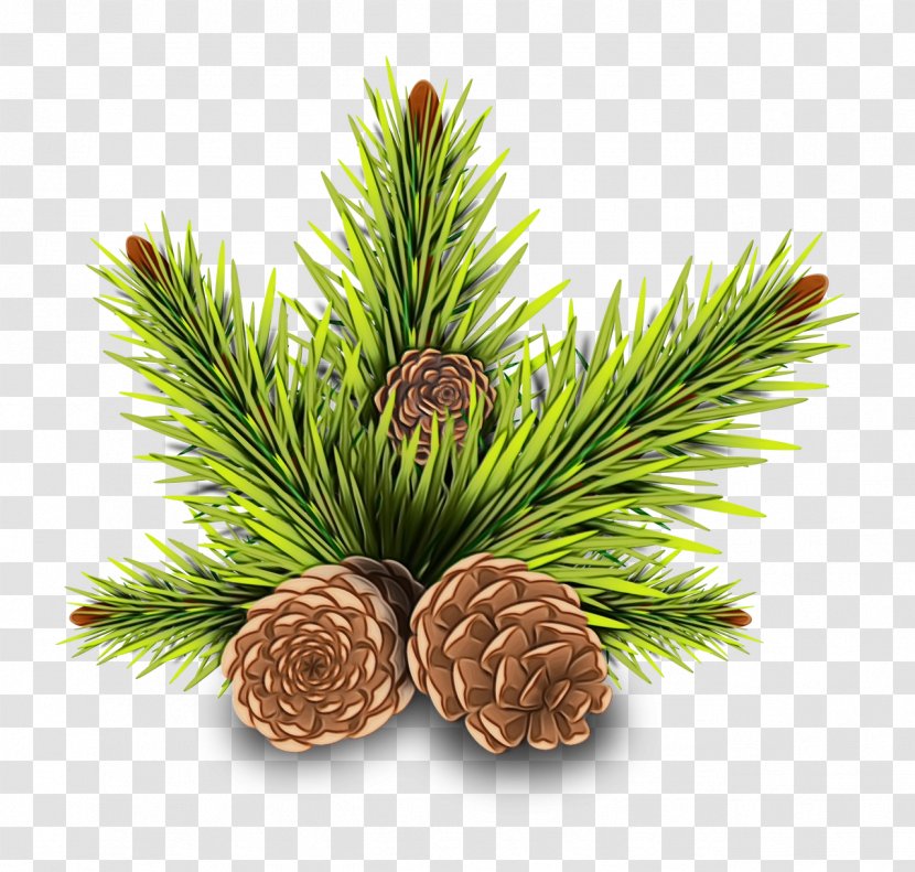 Conifer Cone Conifers Stone Pine Tree Balsam Fir - Natural Material Twig Transparent PNG