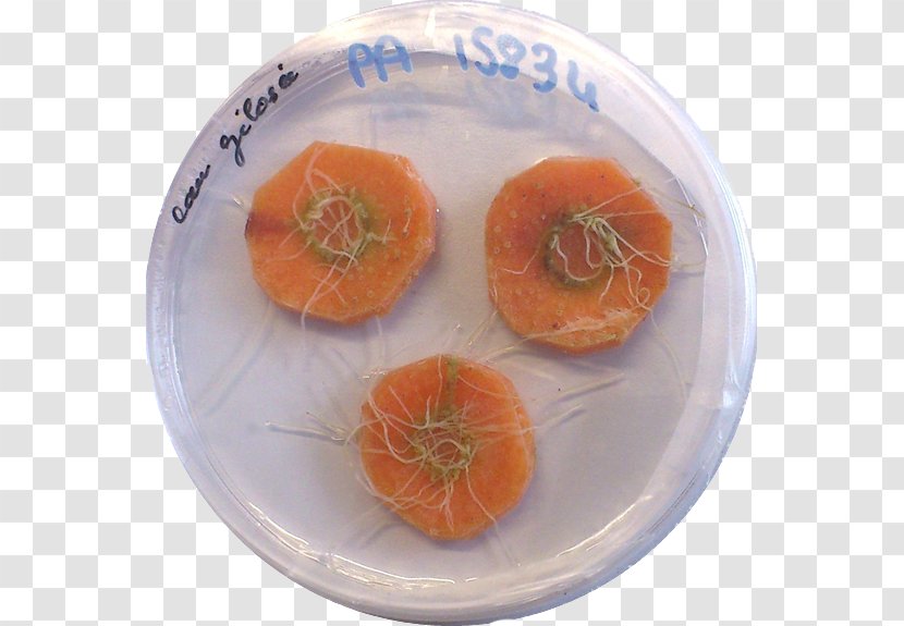 Rhizobium Rhizogenes Agrobacterium Tumefaciens Hairy Root Culture Bacteria Rhizosphere - Ti Plasmid Transparent PNG