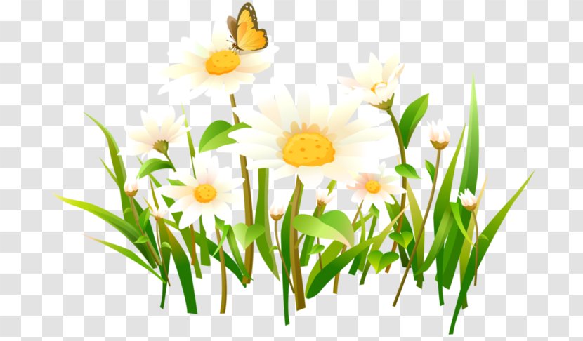 Lossless Compression Download Clip Art - Photography - Camomile Flower Transparent PNG